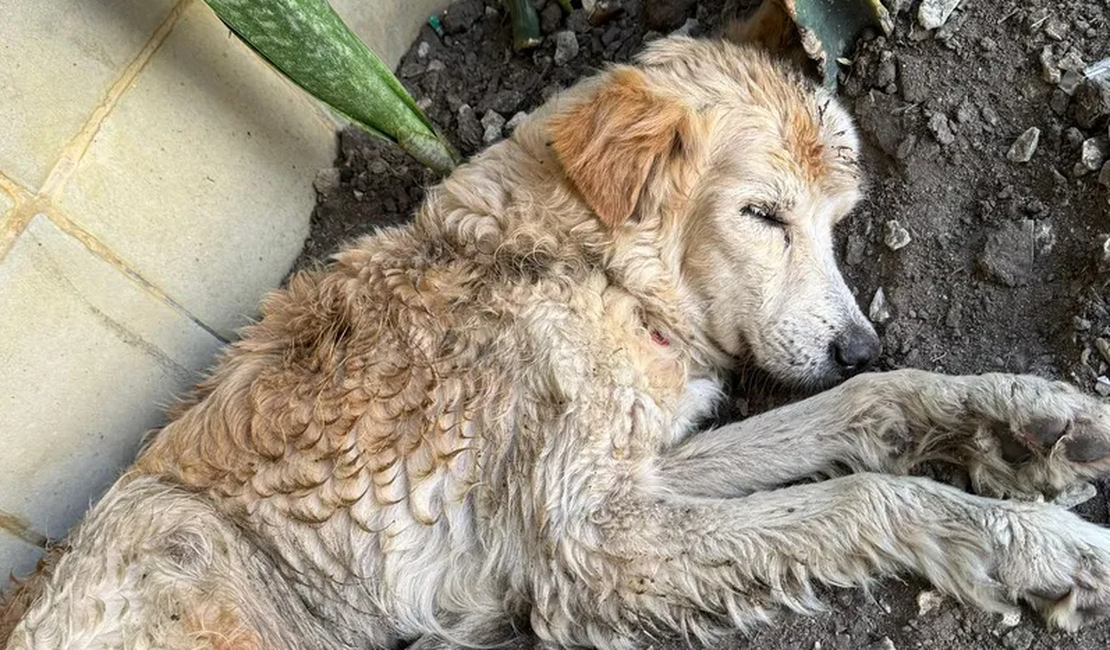 Golden Retriever com gravatinha junina é encontrado abandonado no Jaraguá