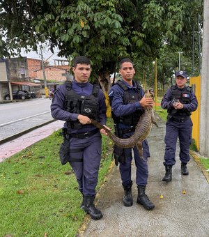 Família encontra jacaré na garagem de casa e aciona Guarda Municipal em Matriz de Camaragibe