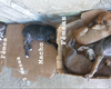 Moradora de Arapiraca pede ajuda para doar filhotes de cachorro abandonados