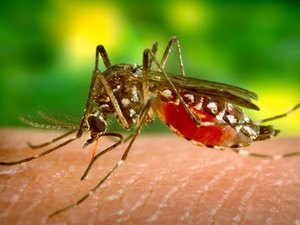 São Paulo confirma primeira morte por dengue em 2016