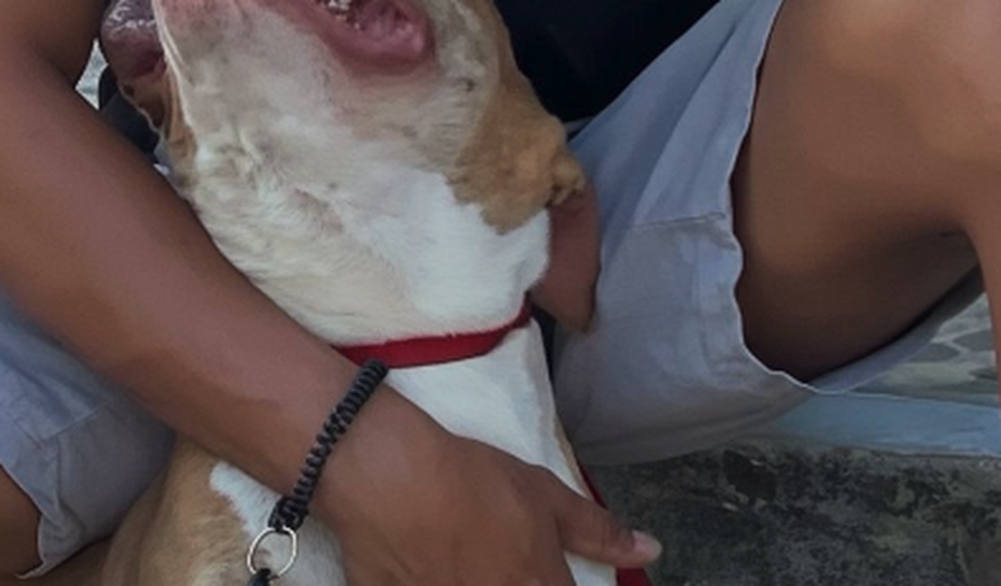 JP Adestramento Canino adverte sobre negligência e manejo de pitbulls em Arapiraca