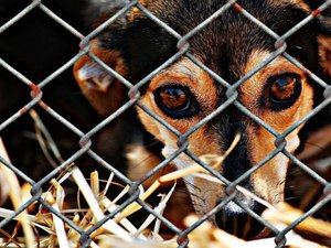 Denúncias anônimas levam polícia a apurar suspeitas de maus-tratos a cães em Viçosa