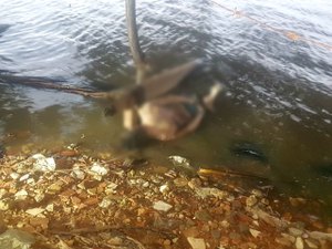 Cadáver é encontrado amarrado às margens da lagoa Mundaú