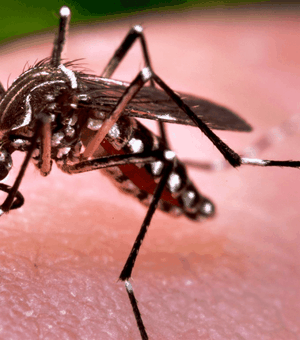 Aedes Aegypti: SMS registra queda nas notificações de doenças