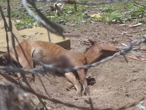 População denuncia animais agonizando em terreno no bairro da Levada