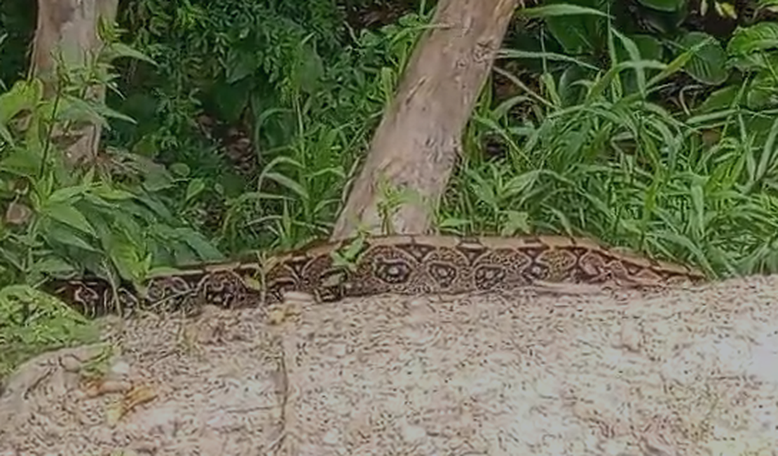 Populares se assustam ao ver jiboia circulando pelo Bosque das Arapiracas