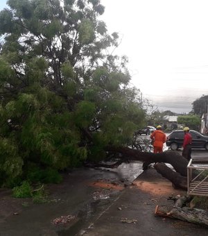Árvore cai e fecha rua na parte alta de Maceió