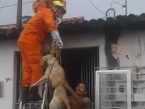 [Vídeo] Cão é resgatado do telhado em residência no Jacintinho 