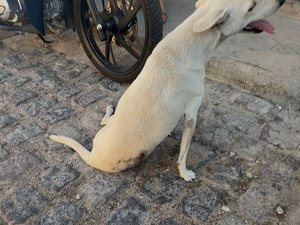 Cadela baleada é resgatada e passa por cirurgia em Delmiro Gouveia