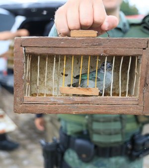 [Vídeo] FPI resgata 26 animais silvestres vítimas de maus-tratos em feira livre na zona rural de Palmeira