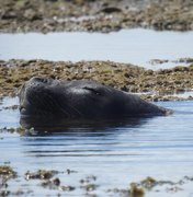 'Procura-se': após aparição em praia de Maceió, Biota tenta avistar elefante-marinho no Litoral