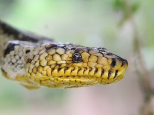 Motorista leva um susto ao descobrir cobra dentro de veículo, em Penedo