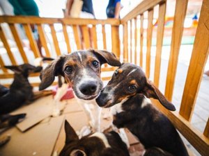 Prefeitura promove Feira de Adoção Animal neste sábado (24) em faculdade de Maceió
