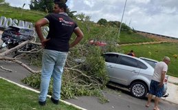 Em Palmeira, veículos são atingidos por queda de árvores após ventos fortes