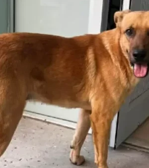 Cachorro ajuda polícia a encontrar dono desaparecido no México