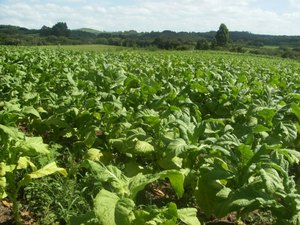 Incentivo ao cultivo do fumo pode diminuir violência urbana no Agreste