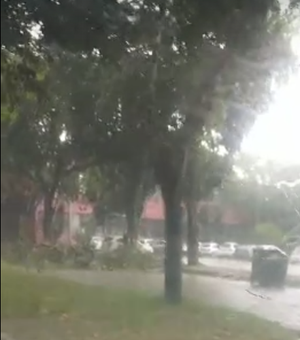 Fortes chuvas derrubam árvore na UFAL fechando a pista e atrapalhando o tráfego de veículos