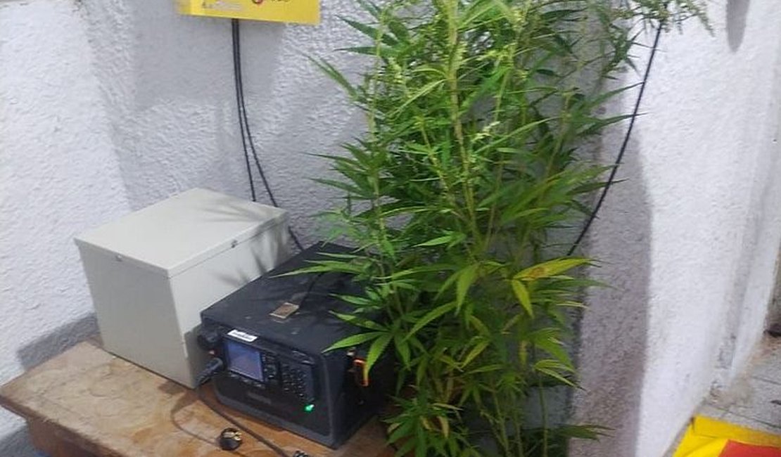 Plantação de maconha é cultivada artesanalmente em União dos Palmares