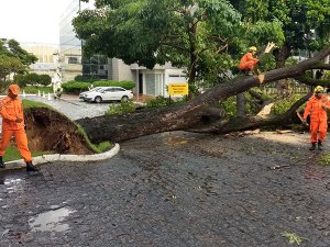 Árvore centenária cai no estacionamento do Palácio do Governo