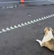 Cachorro permanece em rodovia em que tutora foi atropelada