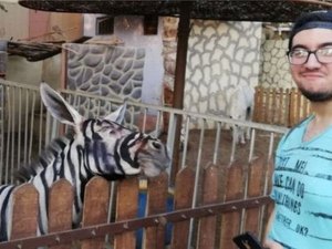 Zoológico egípcio é acusado de pintar burro para parecer zebra