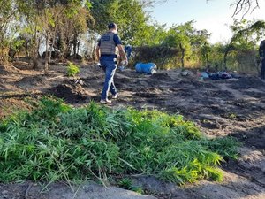 Durante operação, polícia desmantela plantação de maconha às margens do Canal do Sertão