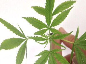 Fabricação e venda de produtos derivados da cannabis entram em vigor