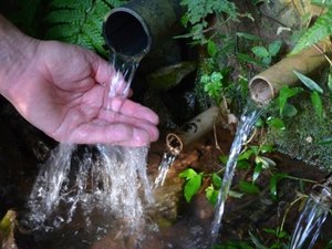 55 nascentes são recuperadas no Alto Sertão de Alagoas