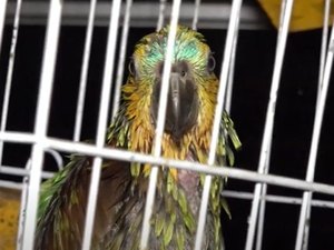 Bope apreende aves silvestres em cativeiro no Vergel do Lago