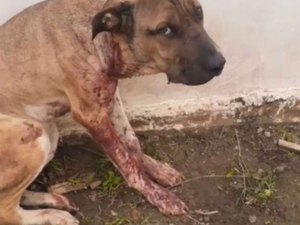 Polícia Civil identifica acusado de atirar em cachorro, na cidade de Mata Grande
