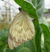 Aumento de borboletas chama atenção de alagoanos durante a quarentena