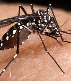 SMS anuncia redução de 46% dos casos de dengue em Maceió