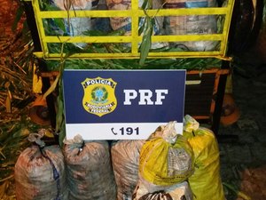 PRF apreende mais de quatro mil guaiamuns e prende três pessoas na BR-101