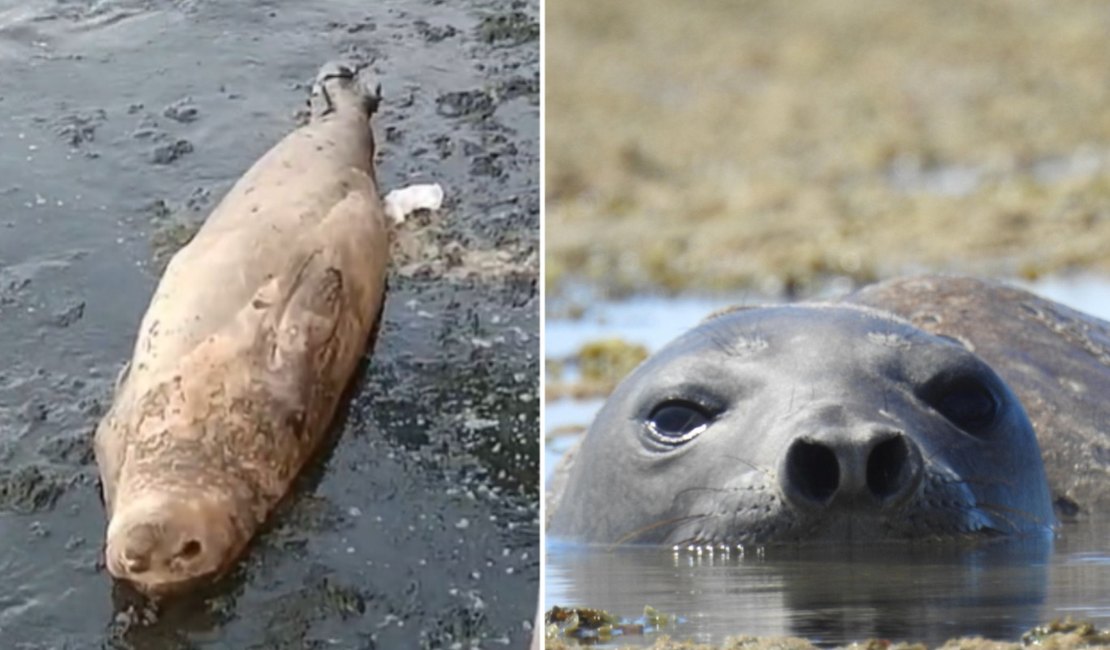 Elefante-marinho chega a Praia de Ponta Verde e biólogos reforçam importância do afastamento