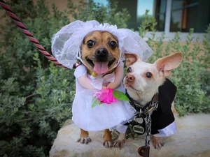 Chihuahuas inseparáveis ganham cerimônia de 'casamento' em lar de cães