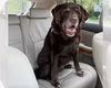 Prova de amor: tutora leva labradora idosa para volta de carro