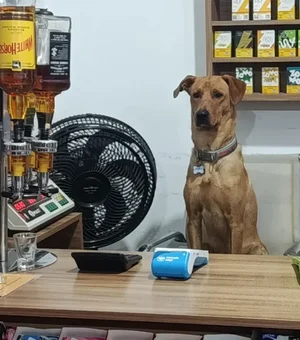 De cão de rua a funcionário do mês: conheça o vira-lata Antônio