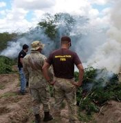 Segurança Pública incinera 2,7 toneladas de drogas apreendidas em Alagoas 