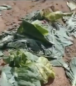 Agricultor arapiraquense tem plantação de fumo destruída por vândalos