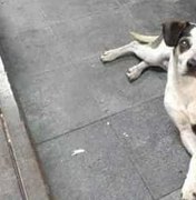 Carrefour terá que pagar R$ 1 milhão após morte de cadela Manchinha