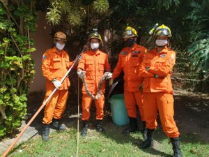Jiboia é encontrada em residência no bairro do São Jorge, em Maceió