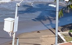 Jacaré flagrado na Praia de Ponta Verde