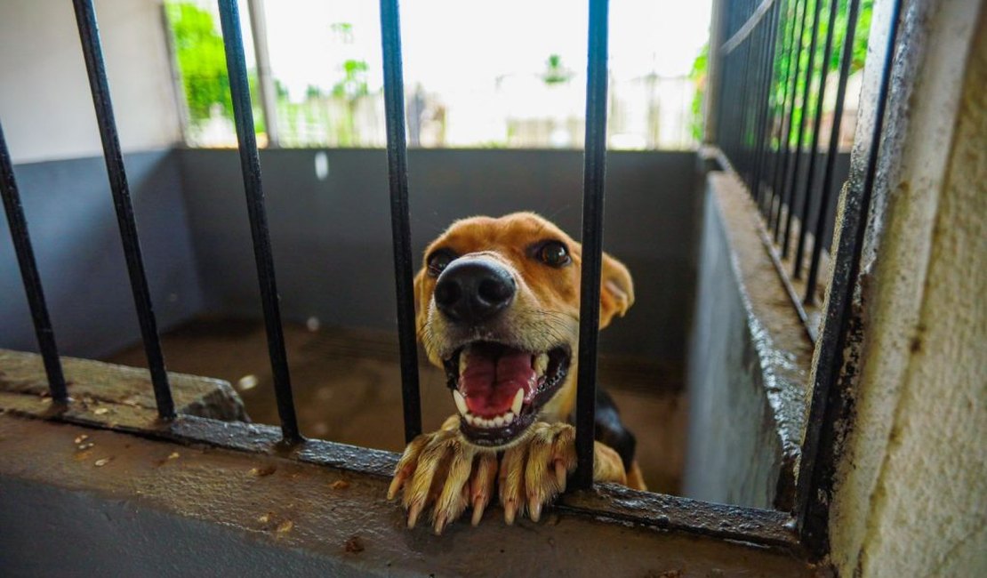 Projeto 'Meu Amigo PET' inicia mutirão voltado a tutores de baixa renda em Arapiraca