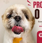 Procura-se dono de cachorro encontrado no bairro Esmeralda, em Arapiraca