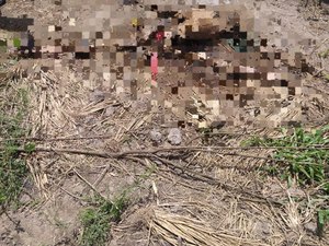 [Vídeo] Ossada achada em zona rural de Limoeiro de Anadia é do idoso que estava desaparecido em  Arapiraca