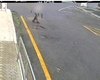 Idoso é preso por matar cães com veneno e tentar subornar policiais com R$ 5 mil em Palmeira