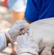 Saúde de Maceió imuniza quase 34 mil animais no segundo dia de vacinação antirrábica