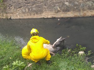 Bombeiros resgatam cavalo que caiu em córrego em Maceió