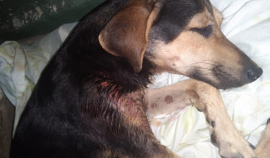 [Vídeo] Cãozinho atacado por pitbull em Campo Alegre passa por acompanhamento veterinário
