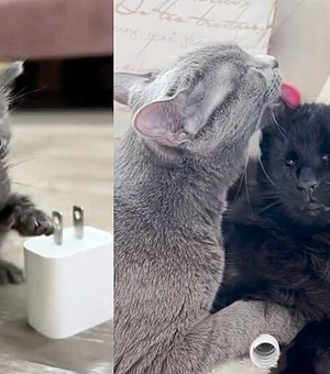 Gata micro sobrevive e forma amizade linda com gatinha que perdeu os olhinhos